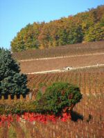 vignes (2).jpg
